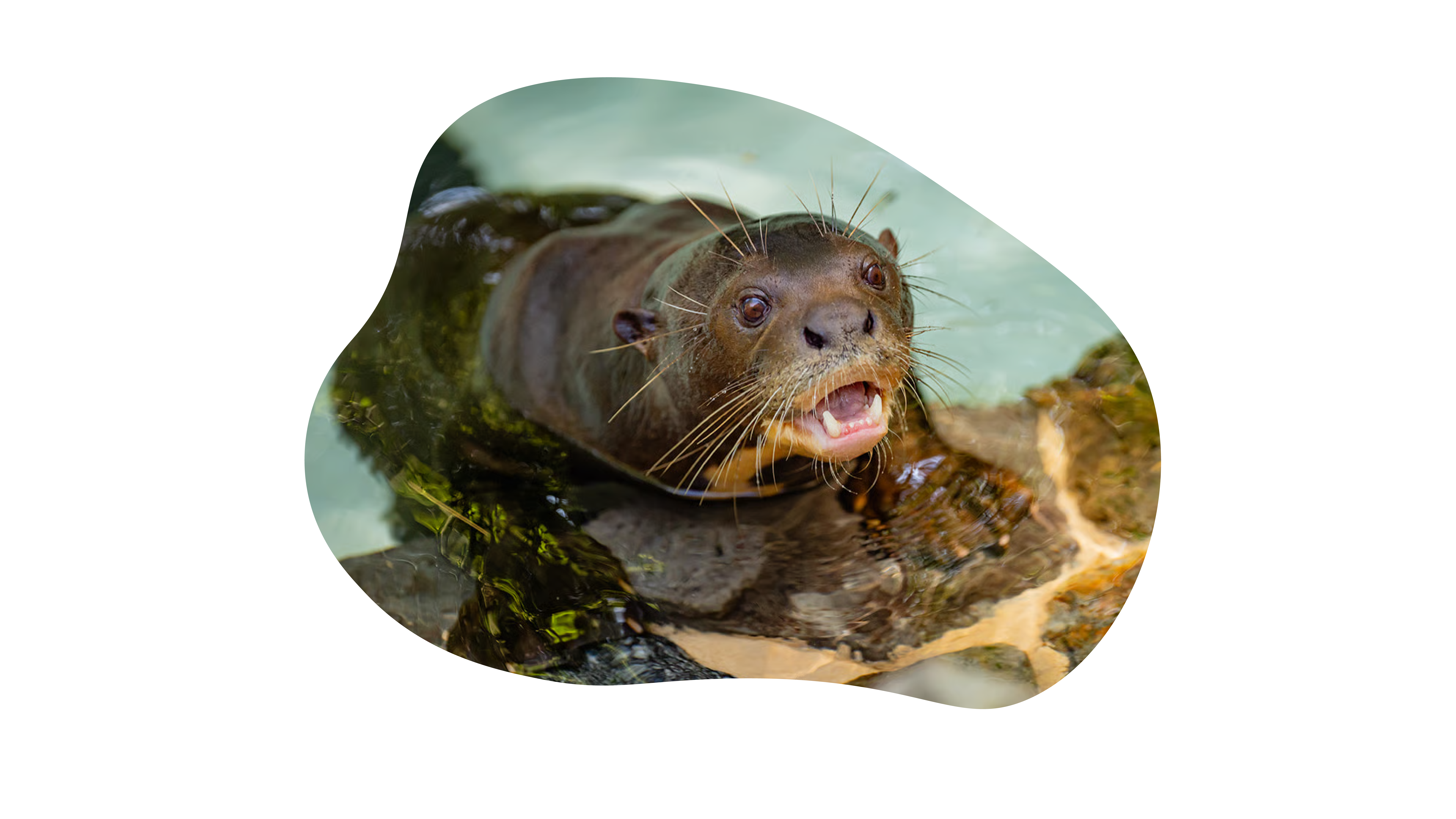 Reuzenotter