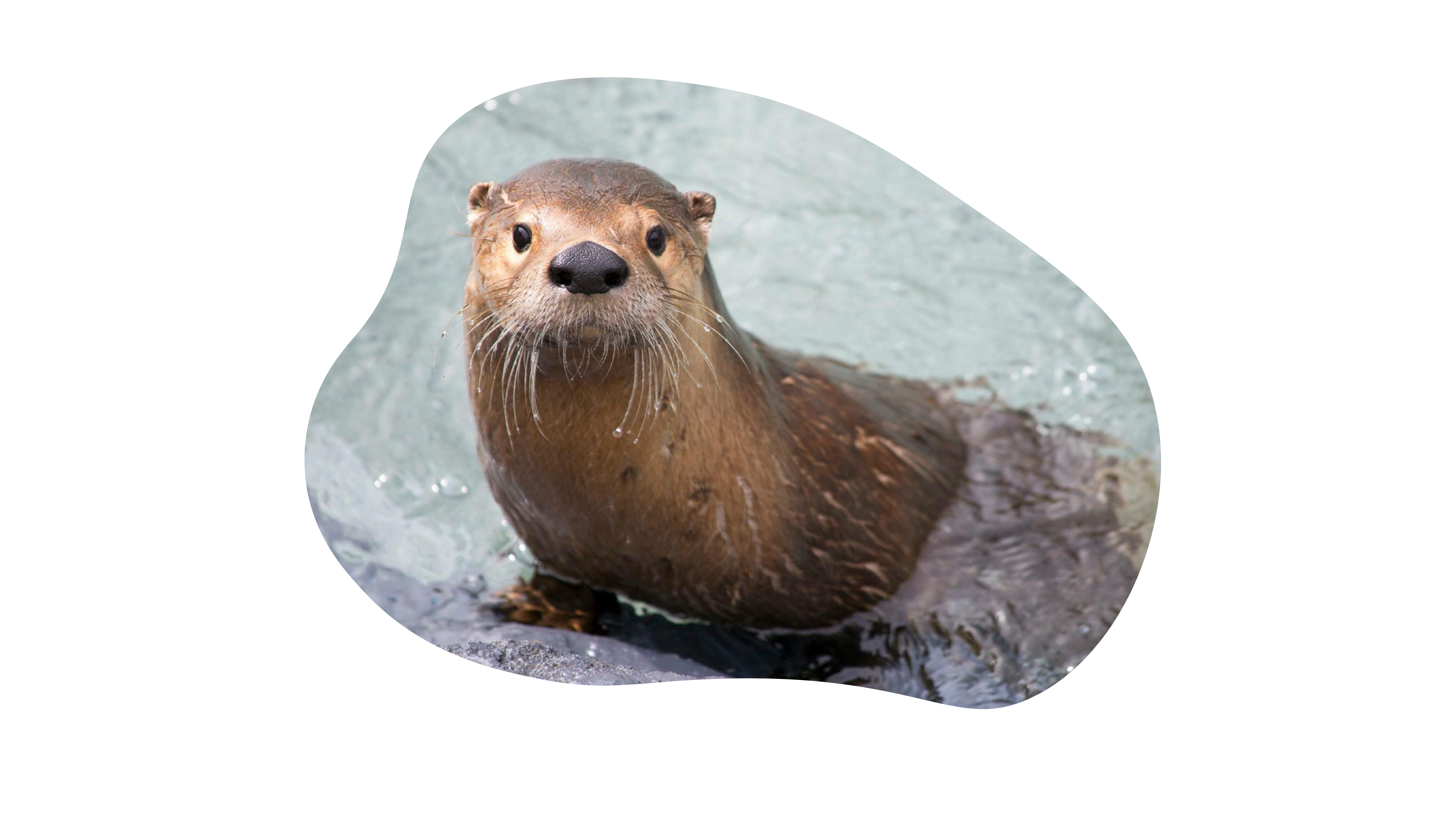 Rivierotter
