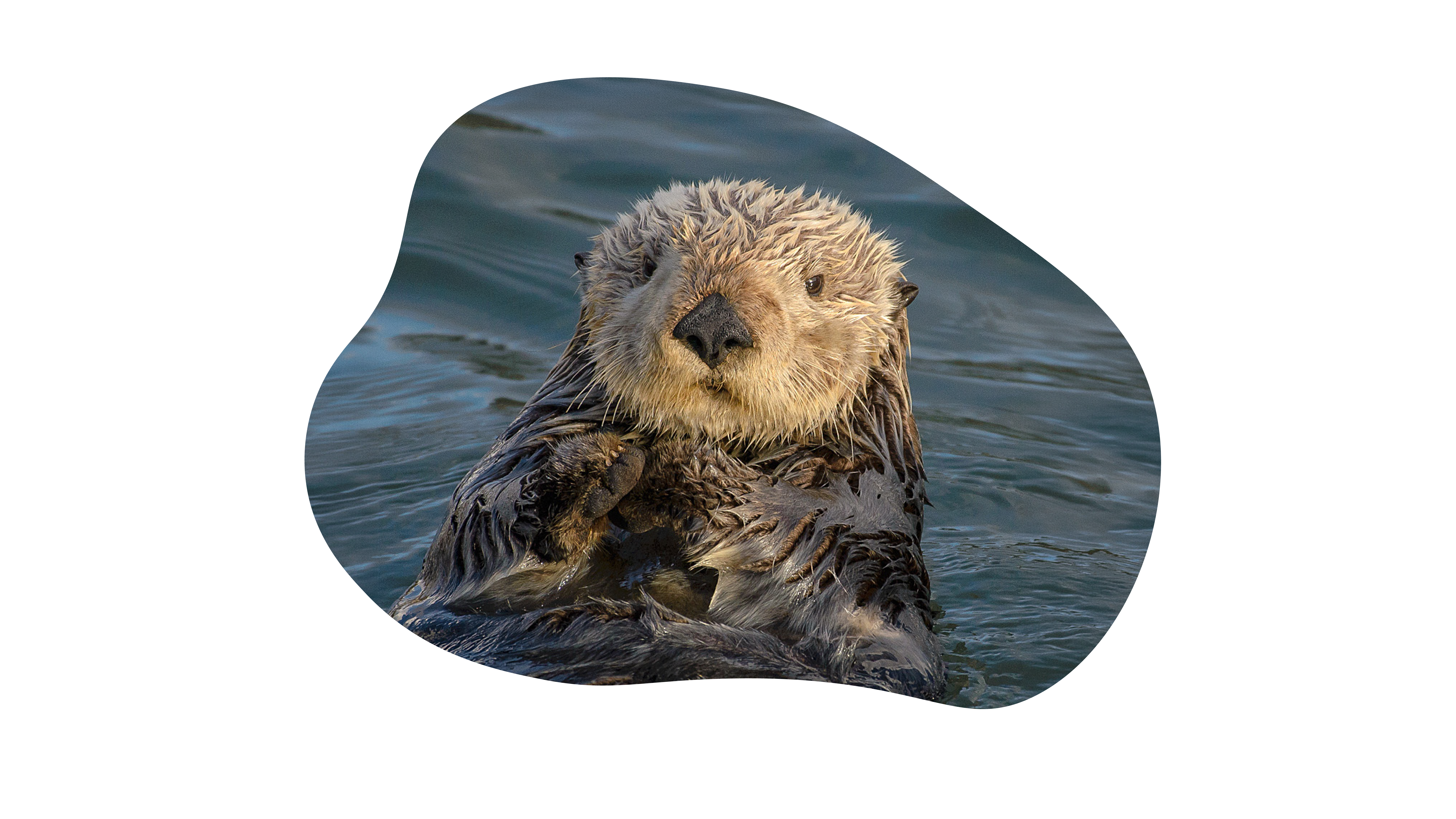 Zeeotter