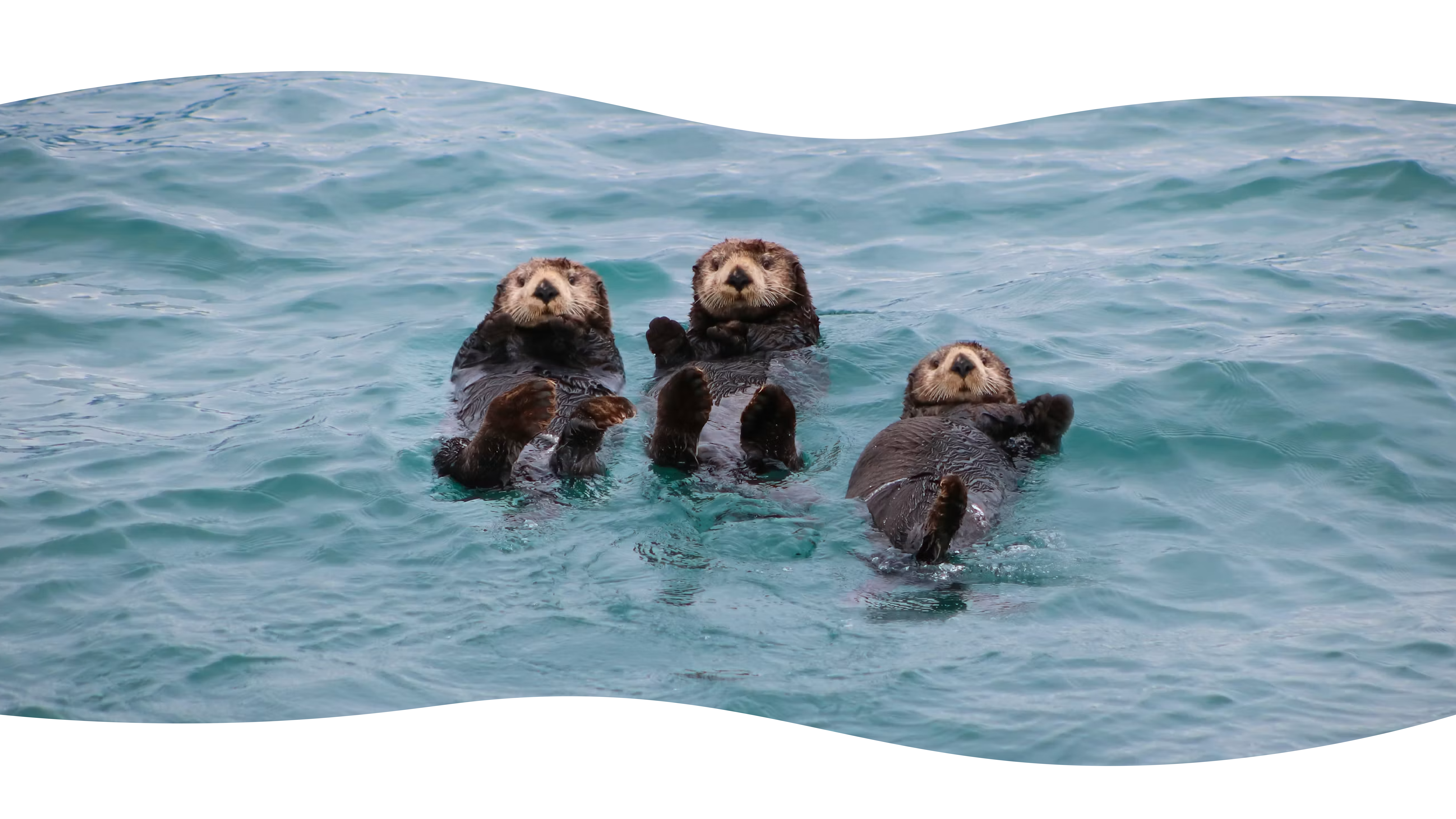 Otters drijvend in water